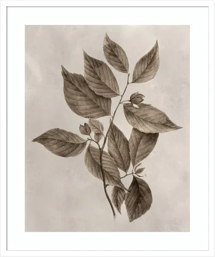 Vista 17 de Amanti Art Lienzo decorativo para pared enmarcado de 24 x 20 pulgadas, muestra de árbol III de Vision Studio, arte de pared de naturaleza