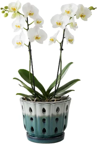 Vista 10 de Maceta de Cerámica para Orquídeas con Platillo Adjunto y Agujero de Drenaje de 6 Pulgadas (Negro)