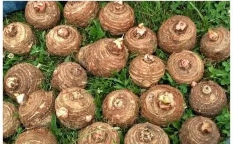 Vista 2 de 3 bombillas Live Colocasia Esculenta Elefante Oreja Taro Gabi Kalo Eddo