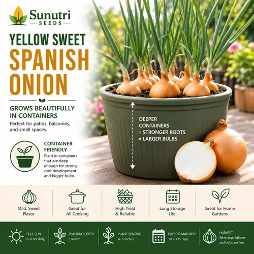 Vista 6 de Semillas de cebolla española dulce amarilla para plantar – Variedad de cebolla bulbante de día largo – Cebollas dulces suaves grandes para jardines