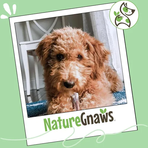 Vista 7 de Nature Gnaws Bully Stick Bites para perros pequeños de 2 a 4 pulgadas (8 onzas), de larga duración para masticadores ligeros y cachorros, golosinas