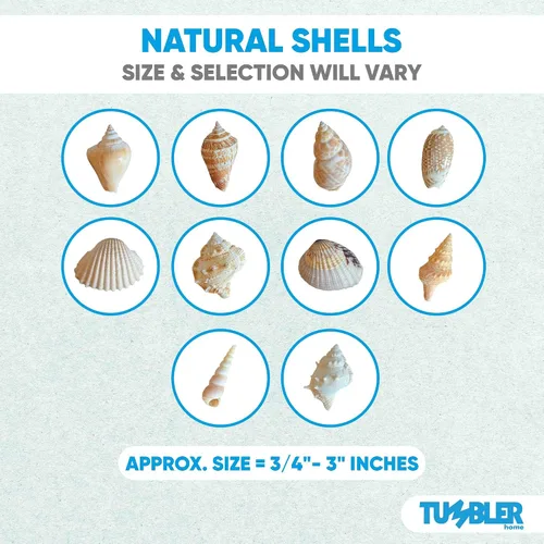 Vista 9 de Conjuntos de conchas – perfecto para manualidades, decoración del hogar de playa, bodas, relleno de jarrón y aulas. Natural shells for beach
