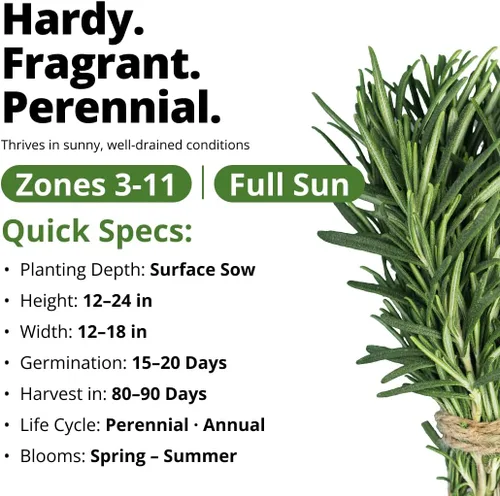 Vista 4 de HOME GROWN Semillas de Romero, 150 Semillas, Salvia rosmarinus