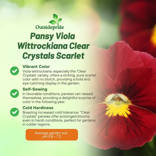 Vista 3 de Outsidepride Semillas de pensamiento de viola escarlata para plantar, 1000 piezas. Flores bienales, resistentes al frío y aptas para polinizadores