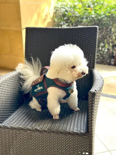 Vista 2 de Wakytu Arnés de elevación para perro, arnés VES ajustable para perro, correa ajustable para perro con bolsa pequeña para golosinas para cachorros