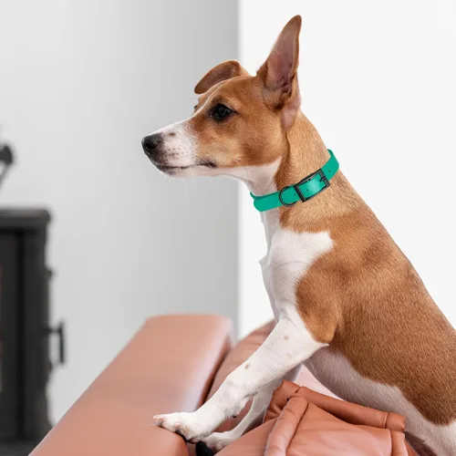 Vista 71 de Dogline Biothane - Collar impermeable para perro con hebilla de liberación rápida, resistente cincha de nailon recubierta con resistente y a prueba
