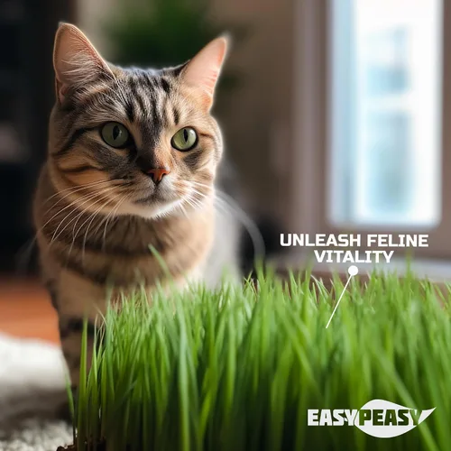 Vista 7 de CATGRASS Semillas Sin OGM Cultivadas en Estados Unidos desde nuestra granja hasta tu hogar (1 libra (16 onzas)