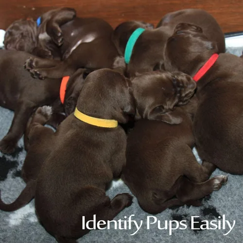 Vista 3 de Bandas de identificación ajustables para cachorros, 12