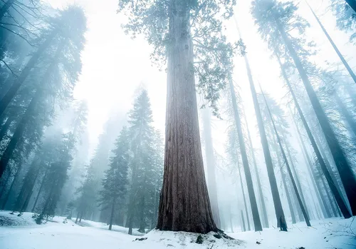 Vista 8 de Plantón pequeño de secoya gigante (sequoiadendron giganteum)