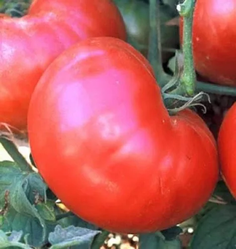 Vista 2 de Semillas de tomate Ponderosa Roja de 100 Conte,marca "COOL BEANS N SPROUTS". Heirloom. No-OMG. Jardinería en casa.