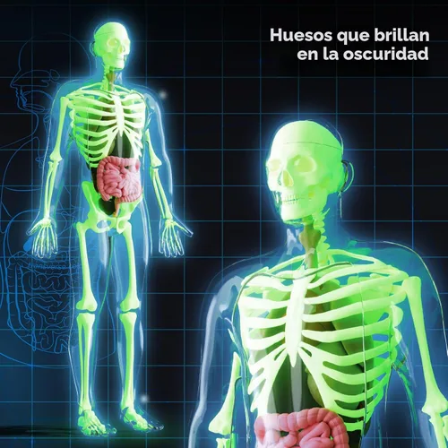 Vista 2 de GobiDex Kits de Modelo de Esqueleto Humano, 40 Piezas de Figura Anatómica, Kit de Ciencia Interactivo de Huesos que Brillan en la Oscuridad