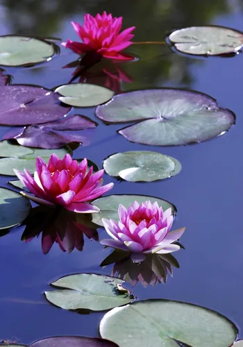 Vista 3 de 35 semillas de lirio acuático y loto en miniatura mixtas, flores vibrantes para cuencos y estanques sin OMG, jardín acuático para interiores