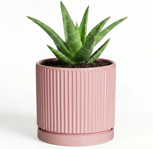 Vista 35 de 8 Inch Flower Pot, Ceramic Planters, Round Plant Pot, Beige