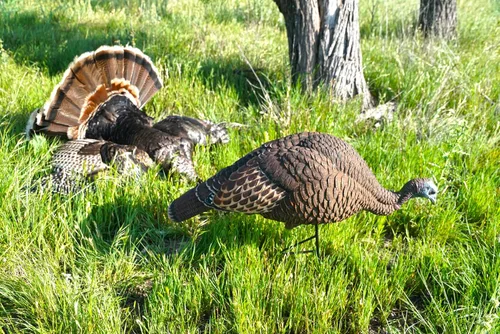 Vista 5 de MOJO Outdoors Turkey Hunting Decoys and Accessories