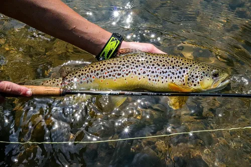 Vista 2 de Temple Fork Outfitters Blue Ribbon Fast Action Freshwater Fly Rod