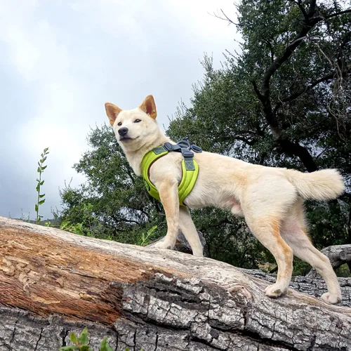 Vista 8 de Arnés de goma espuma con memoria Gooby Escape Free - Azul, pequeño - Arnés para perros sin tirón, de entrada fácil, con ajuste de cuatro puntos