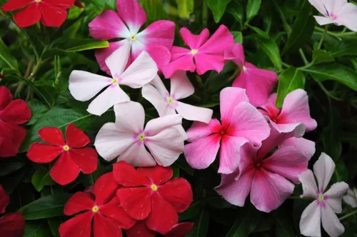 Vista 6 de Semillas Bígaro Madagascar Mix - Vinca - Flores perennes para plantar - Sin OMG