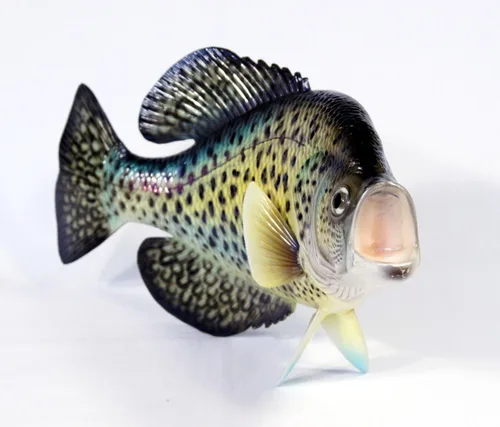 Vista 2 de LX Pintado a mano estatua de Crappie Juego Fish Replica 15" Pequeño Punto