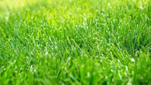 Vista 3 de Kentucky 31 semillas altas de hierba de festuca, paquete de semillas puras