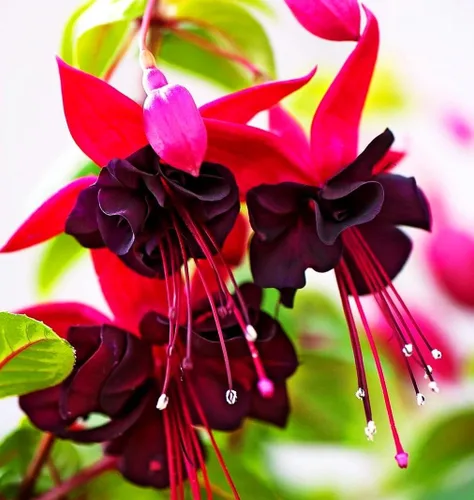 Vista 3 de Semillas mixtas de flores fucsias perennes caseras bonsái 100 piezas semillas
