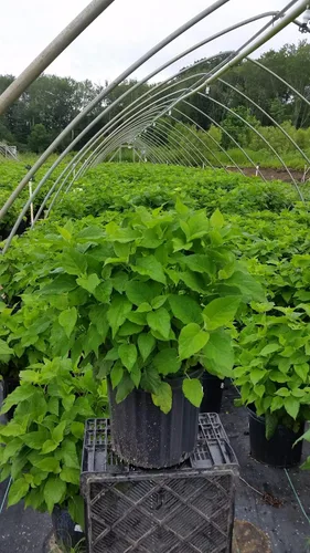 Vista 6 de Hortensia arb. 'Annabelle' (hortensia suave) Arbusto, flores de cabeza de fregona blancas, #3 - Contenedor