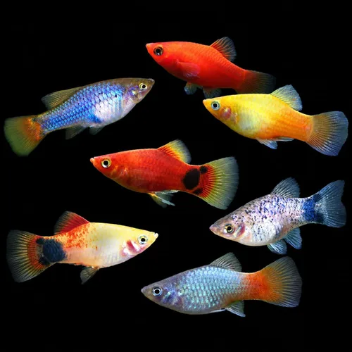 Vista 13 de Swimming Creatures™ 4 Lyretail Balloon Molly (Poecilia sphenops) Peces de acuario vivos de agua dulce – Variedad mixta colorida – Colores Molly