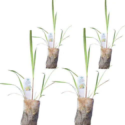 Vista 42 de Plantas de aloe coral (Aloe striata) - Suculenta viva con llamativos bordes rosados y hojas lisas y planas para jardinería en interiores