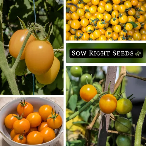 Vista 4 de Sow Right Seeds - Semillas de tomate Sun Drop para plantar - Variedad indeterminada sin OMG - Ideal para jardines al aire libre - Fácil de cultivar