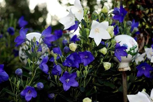 Vista 2 de Mezcla de semillas de flores de globo blanco y azul campanilla japonesa 100 semillas para plantar