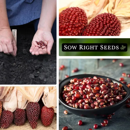Vista 4 de Sow Right Seeds - Semilla de maíz de fresa para plantar - Paquete de reliquia sin OMG con instrucciones para plantar un huerto casero - Cultiva tus