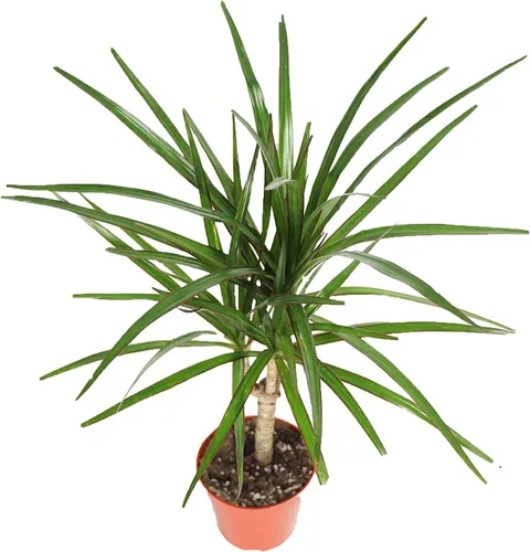 Vista 5 de Dracaena Combo - 4'' de California Tropicals