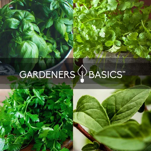 Vista 4 de Gardeners Basics Semillas de hierbas culinarias para plantar en interiores y exteriores, 5 paquetes que incluyen albahaca, cilantro, cebollino