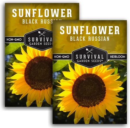 Vista 10 de Paquete de 1 semilla de girasol ruso negro para plantar, paquete con instrucciones para cultivar flores para aceite o alimentación de aves
