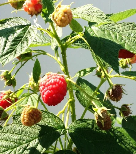 Vista 6 de 200 piezas de semillas de frambuesa roja frambuesa roja fruta dulce vigorosa resistente al frío