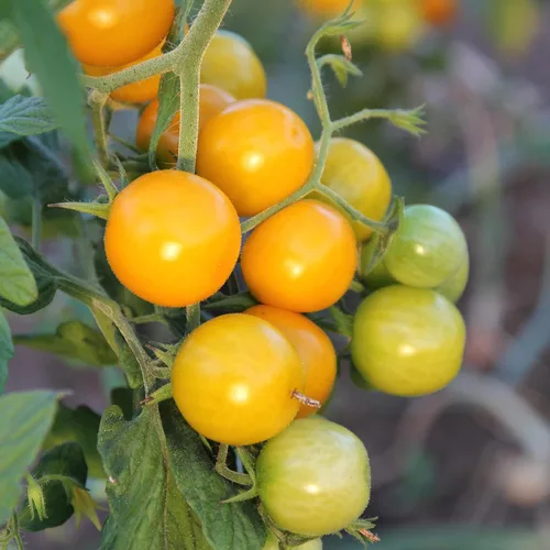 Vista 3 de SUNSUGAR SUN SUGAR SEMILLA DE TOMATE ~ ¿El tomate más dulce disponible? - Extremadamente dulce - Tomate cherry muy temprano - 50 - 55 días