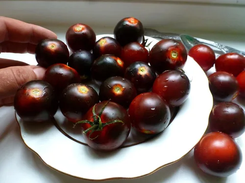 Vista 3 de 50+ Semillas de Tomate Cherry - Negro Vegetal