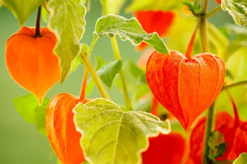 Vista 8 de Semillas Linterna China Señora Madonna Physalis Cabo Grosella Espinosa Naranja No GMO Heirloom