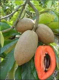 Vista 3 de Fresh Mamey (juego de 2)