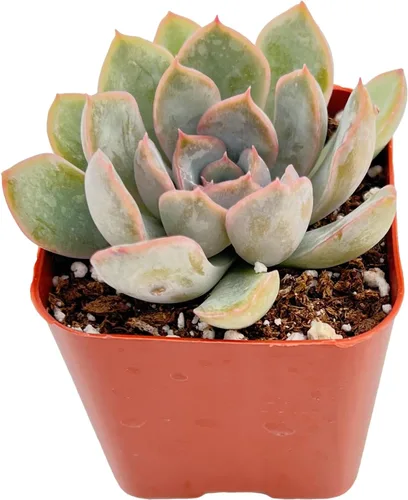 Vista 17 de Plantas suculentas vivas de 2", Aeonium 'Superbang', suculentas mini en maceta, planta de interior de fácil cuidado, regalos únicos, decoración
