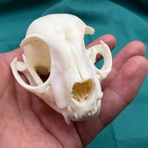 Vista 2 de Venta al por mayor 1/2/3/5/10 piezas Cráneos de Animales Reales de Taxidermia, Espécimen de Huesos Reales, Suministros de Arte Hueso Medicina