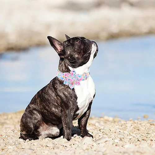 Vista 25 de Collar de perro Lionheart Glory, collar de perro rosa con flor, lindo collar para mascotas con patrón floral ajustable para perros pequeños Rosado