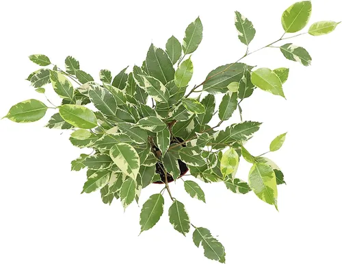 Vista 2 de Ficus Benjamina Abigarrado - Maceta de 6