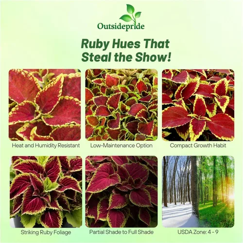 Vista 2 de Outsidepride Fairway Ruby Coleus Semillas para plantar, 100 unidades, anuales, compactas y fáciles de cultivar, semillas de flores con follaje