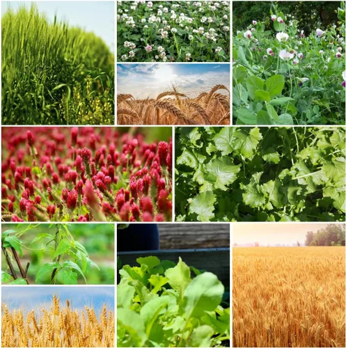 Vista 5 de No-Till Cover Crop 10 Seed Mix - Centeno de invierno, trébol blanco, guisantes de invierno austriacos, triticale, trébol carmesí, guisantes de vaca
