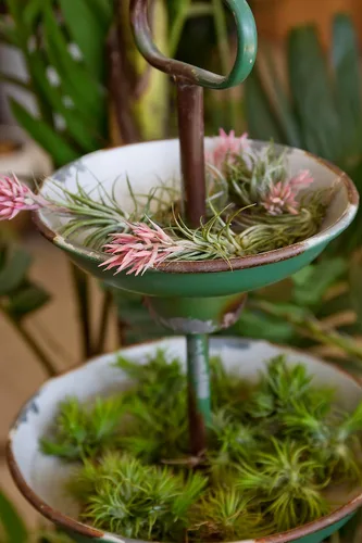 Vista 16 de Tillandsia Plantas de aire vivas de interior (paquete de 100), plantas de aire, recuerdos de fiesta a granel o recuerdos de boda, plantas vivas