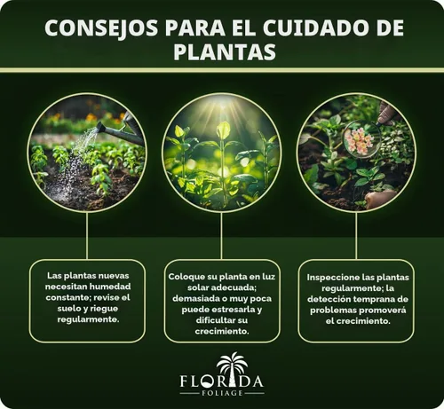Vista 6 de Hierba ornamental de maní - 20 plantas vivas completamente enraizadas - Arachis Glabrata
