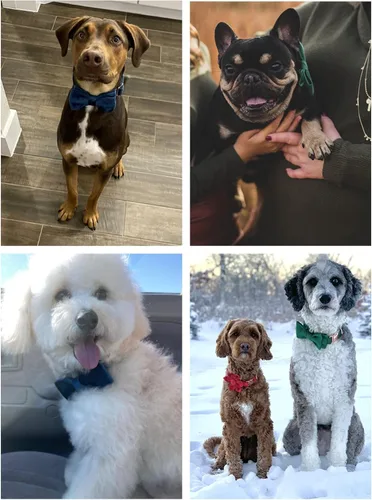 Vista 3 de ARING PET Collar de perro con corbatín, collares de terciopelo para perros con corbatín extraíble, collar de lazo ajustable para perros hembras