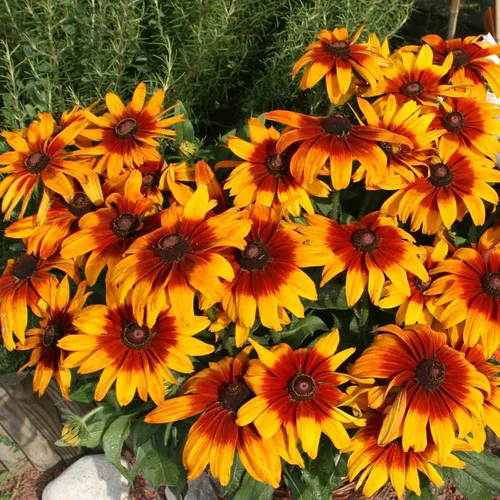 Vista 4 de Eden Brothers Black Eyed Susan Seeds - Bosque de otoño