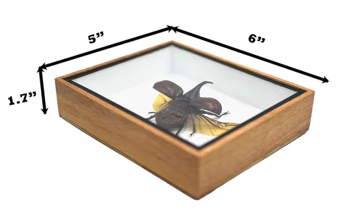 Vista 2 de Juego de taxidermia de insectos en caja de sombra/marco de madera 3D (caja de madera)