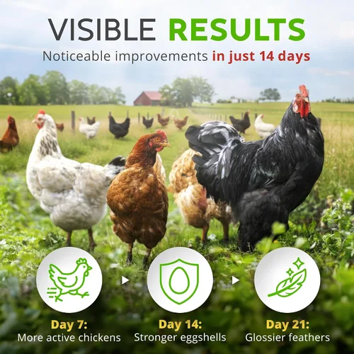 Vista 5 de Buff Clucks Suplemento de Hierbas para Pollos de Traspatio - Golosinas Naturales para Pollos, Mezcla Botánica de Alimento para Aves de Corral